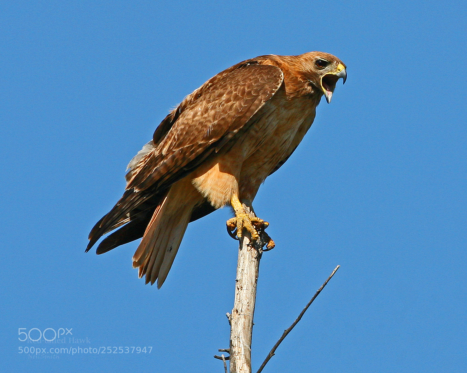 Canon EOS 5D sample photo. Red-tailed hawk photography