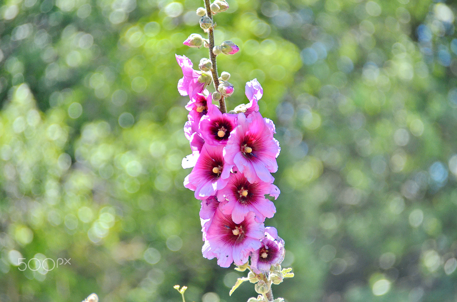 Nikon D7000 sample photo. Flower photography