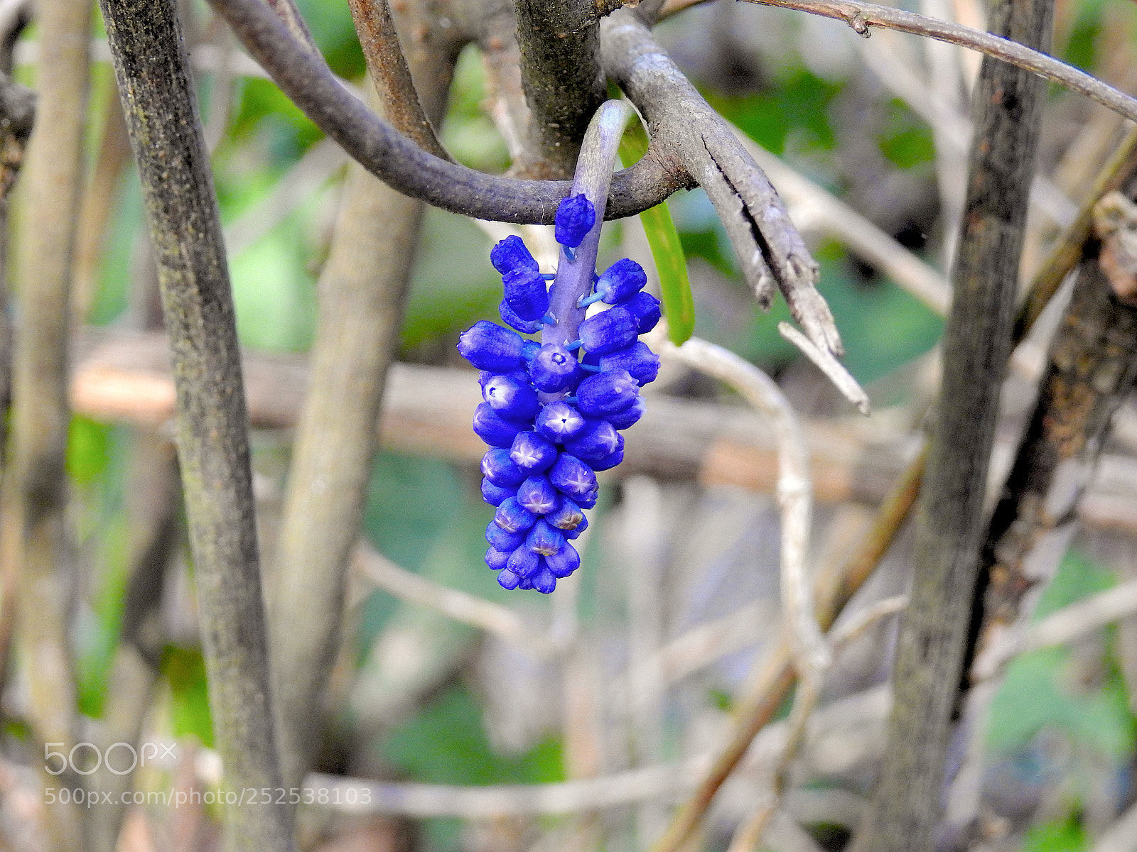 Nikon Coolpix P900 sample photo. Untitled photography