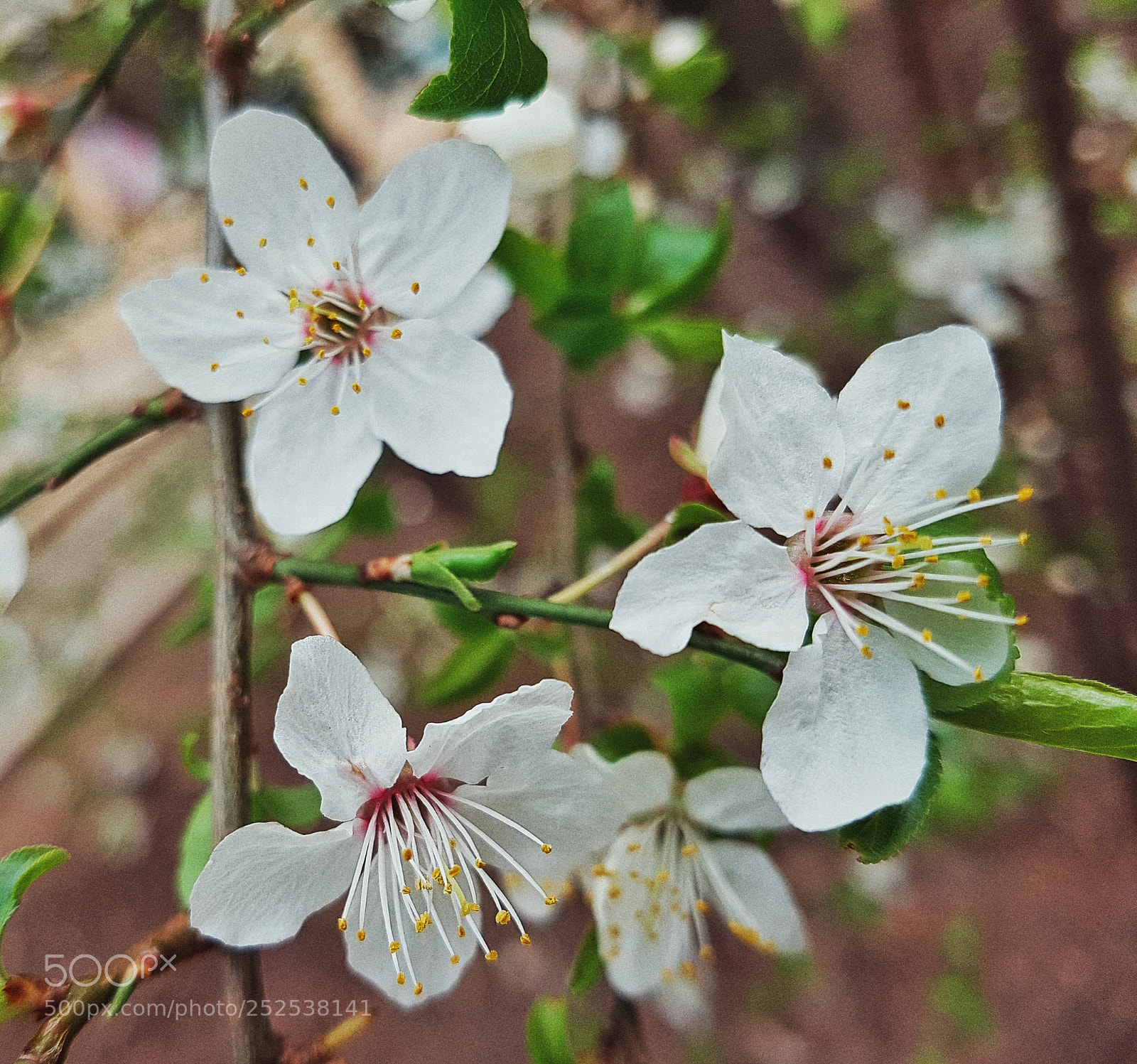 Samsung Galaxy S7 Edge sample photo. Spring photography
