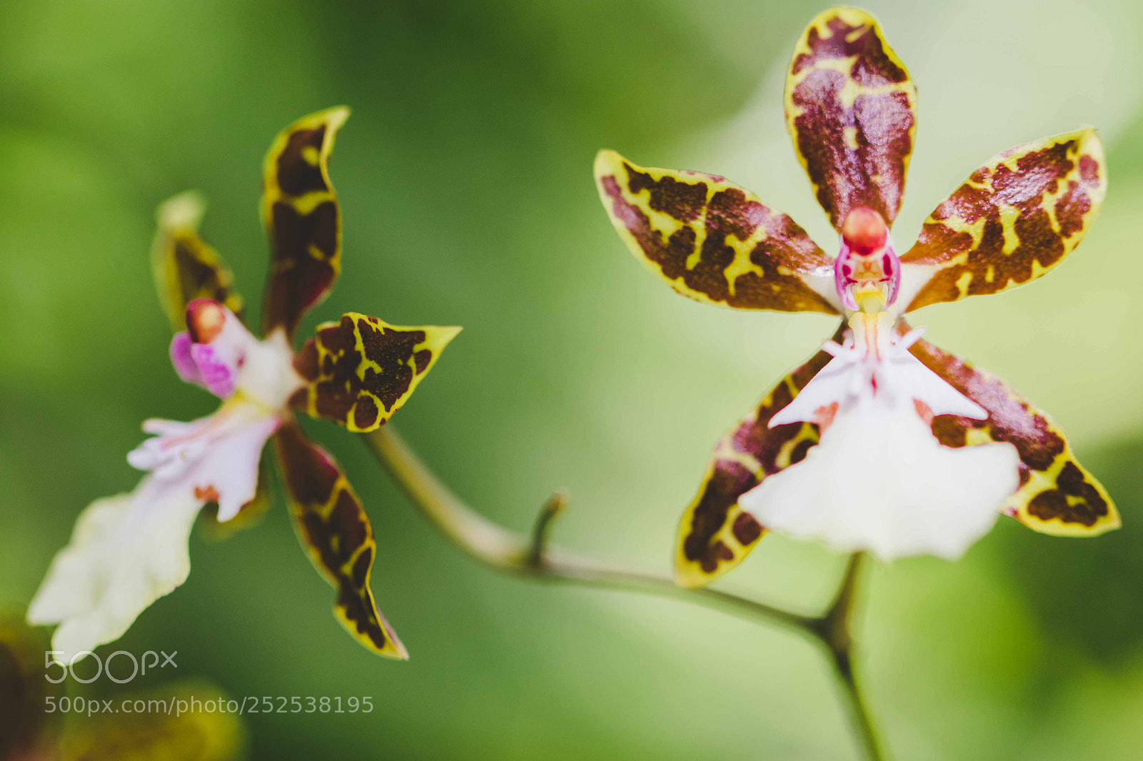 Canon EOS 80D sample photo. Untitled photography
