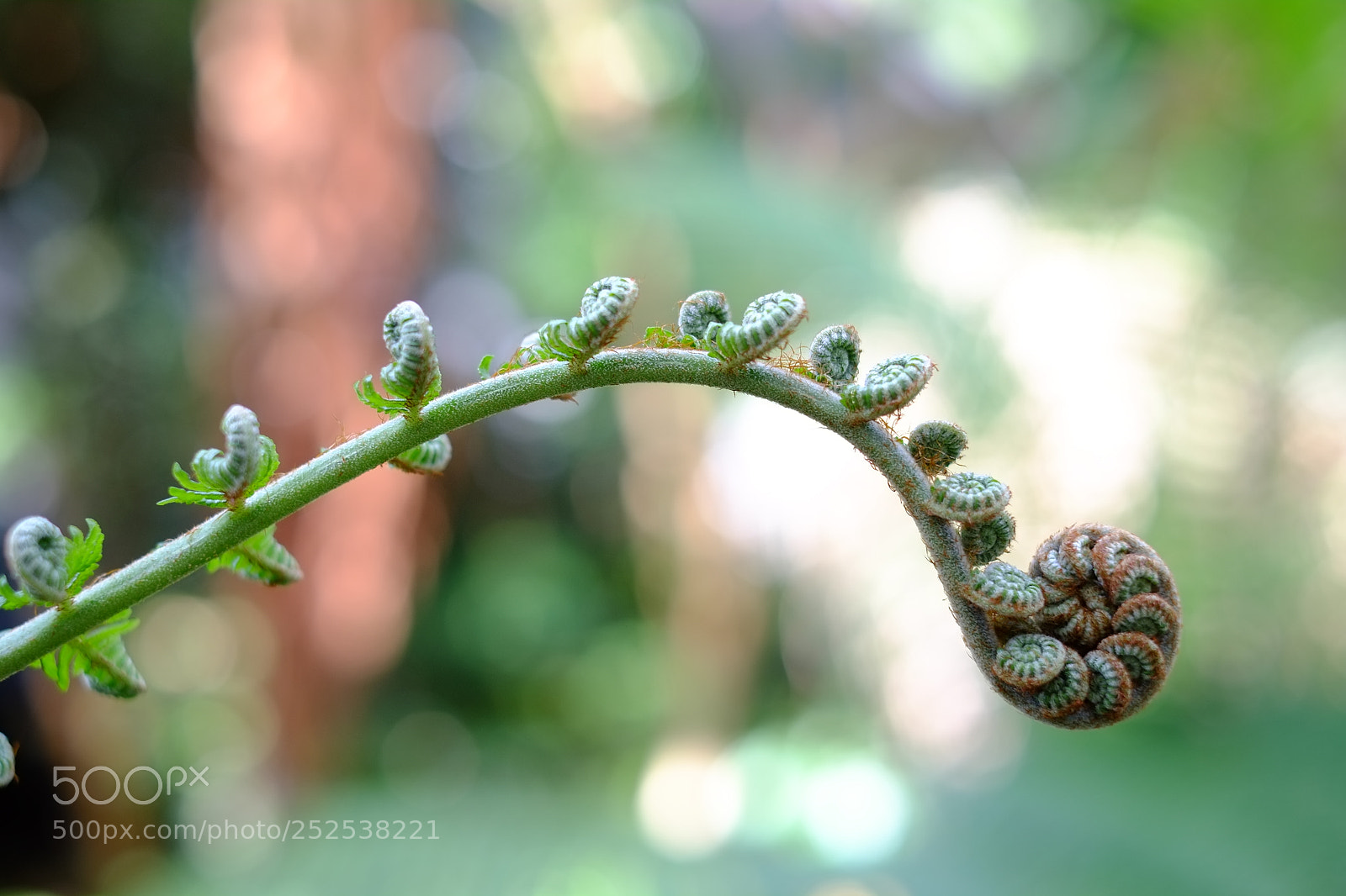 Fujifilm X-Pro1 sample photo. Coiled photography