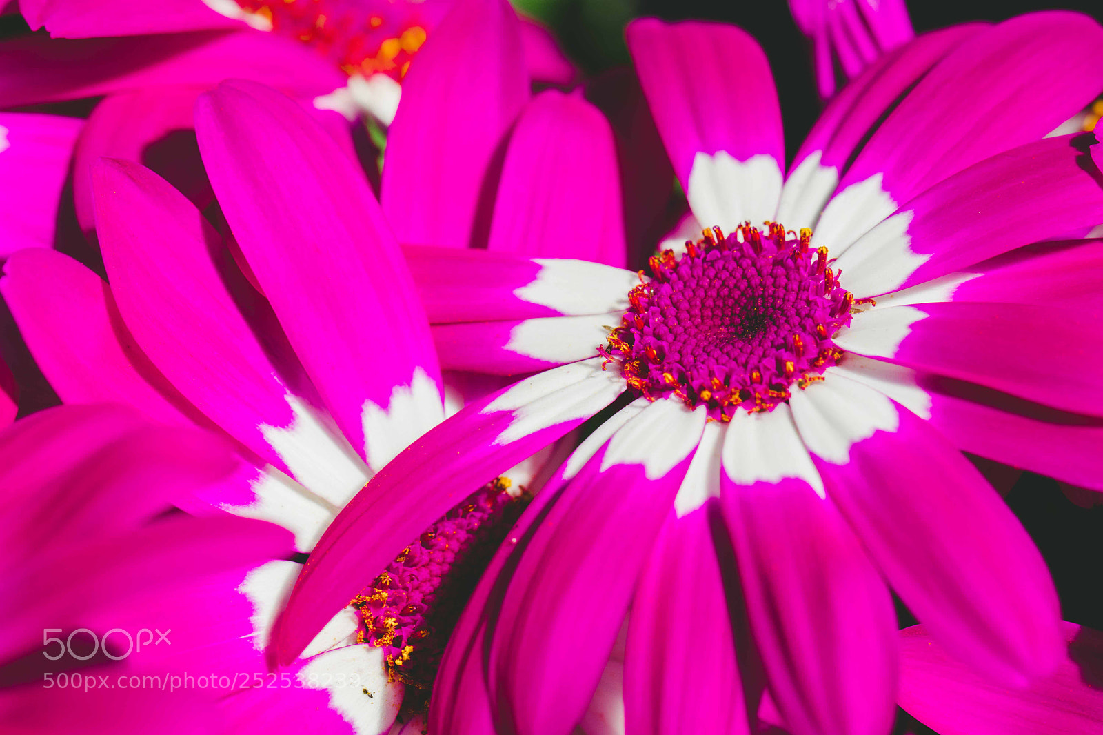 Canon EOS 80D sample photo. Untitled photography