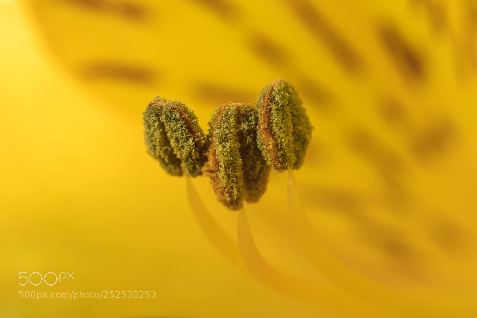 Canon EOS 5DS sample photo. Macro flower photography
