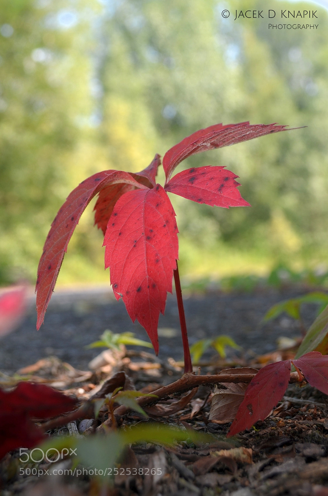 Nikon D5100 sample photo. G photography