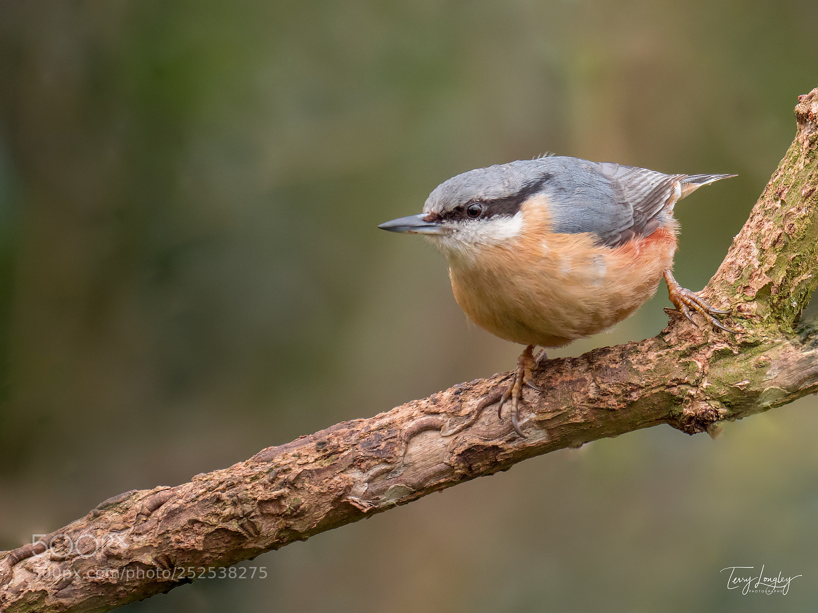 Panasonic Lumix DC-G9 sample photo. Nuthatch photography