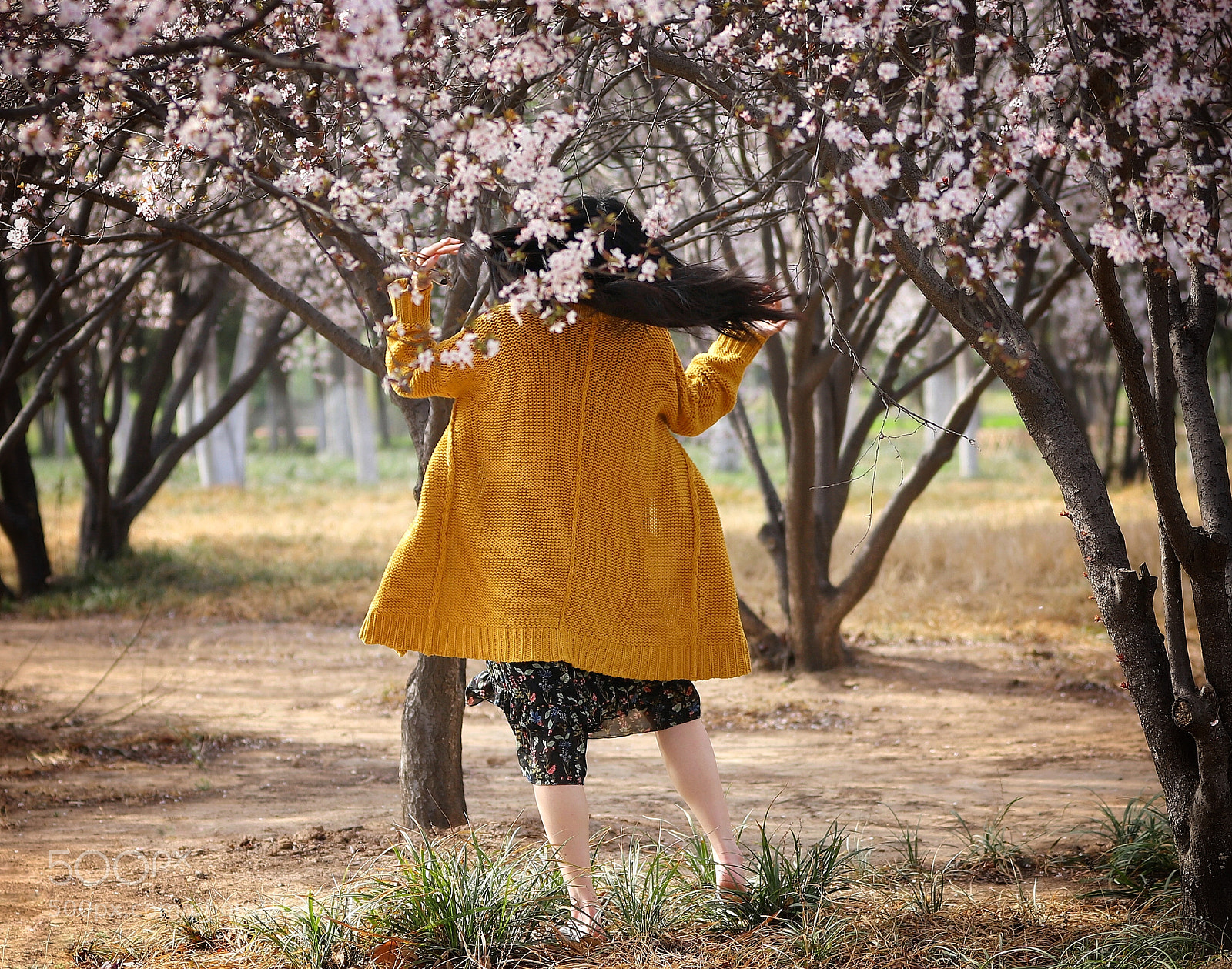 Canon EOS 6D Mark II sample photo. 散发弄晴花 photography