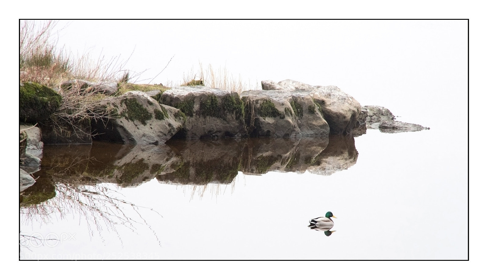 Pentax K-S2 sample photo. Misty duck photography