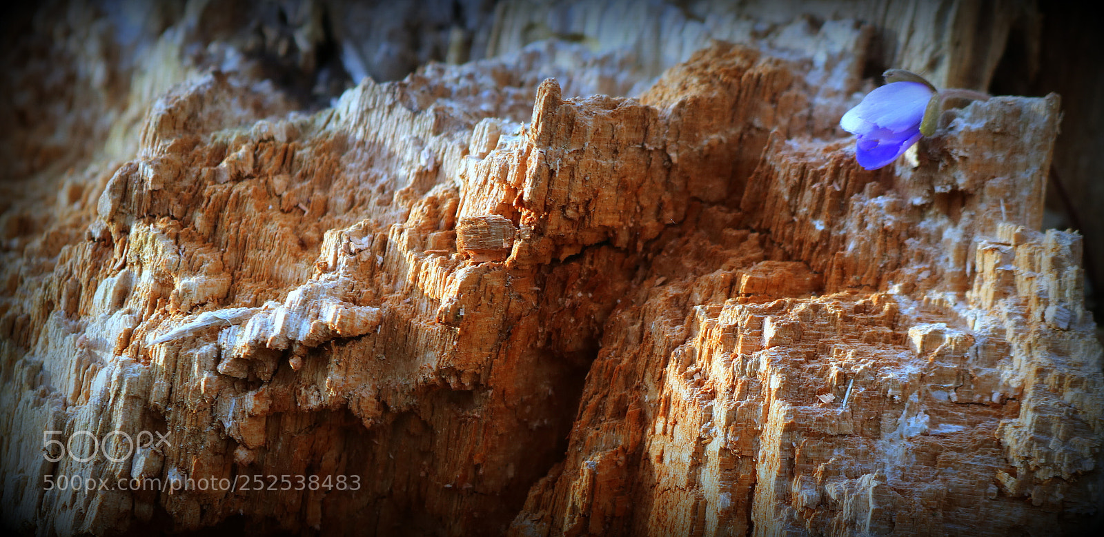 Canon EOS 750D (EOS Rebel T6i / EOS Kiss X8i) sample photo. "lebensnischen5" photography