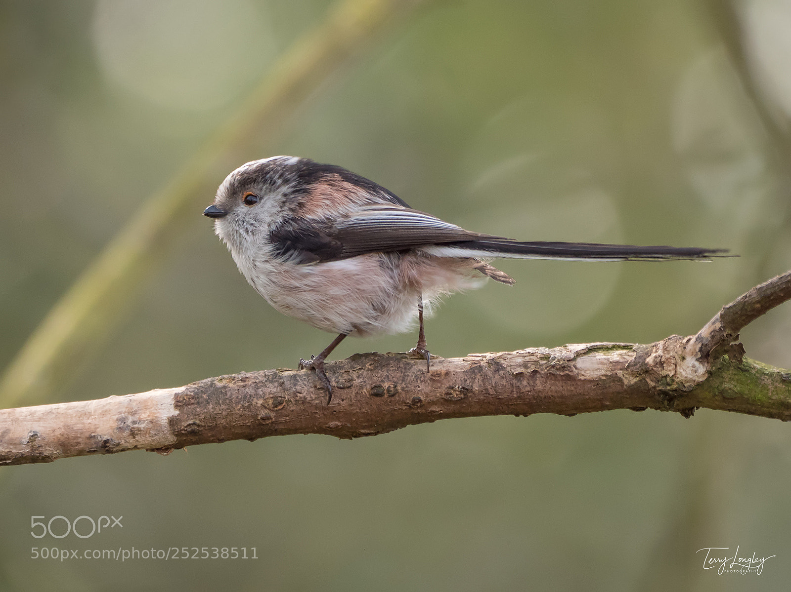 Panasonic Lumix DC-G9 sample photo. Long tailed tit photography