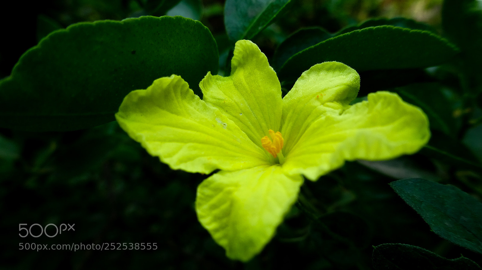 Sony Cyber-shot DSC-WX350 sample photo. Yellow flower photography