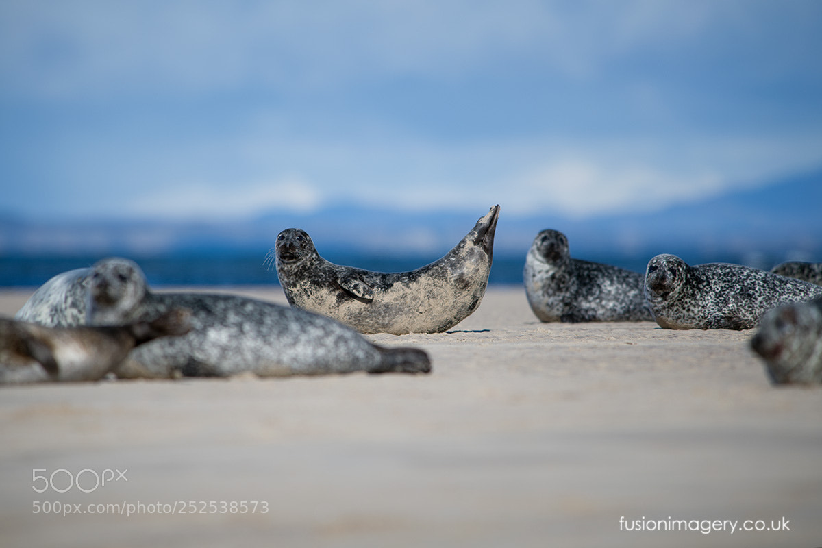 Nikon D850 sample photo. The seals photography