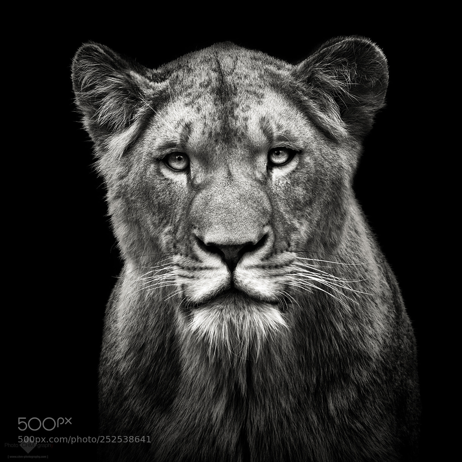 Nikon D7100 sample photo. Young lioness photography