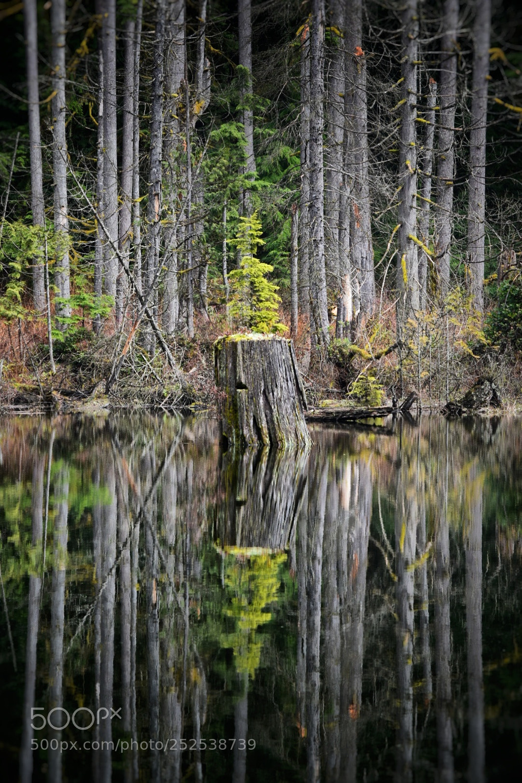 Nikon D5300 sample photo. Lake reflections photography