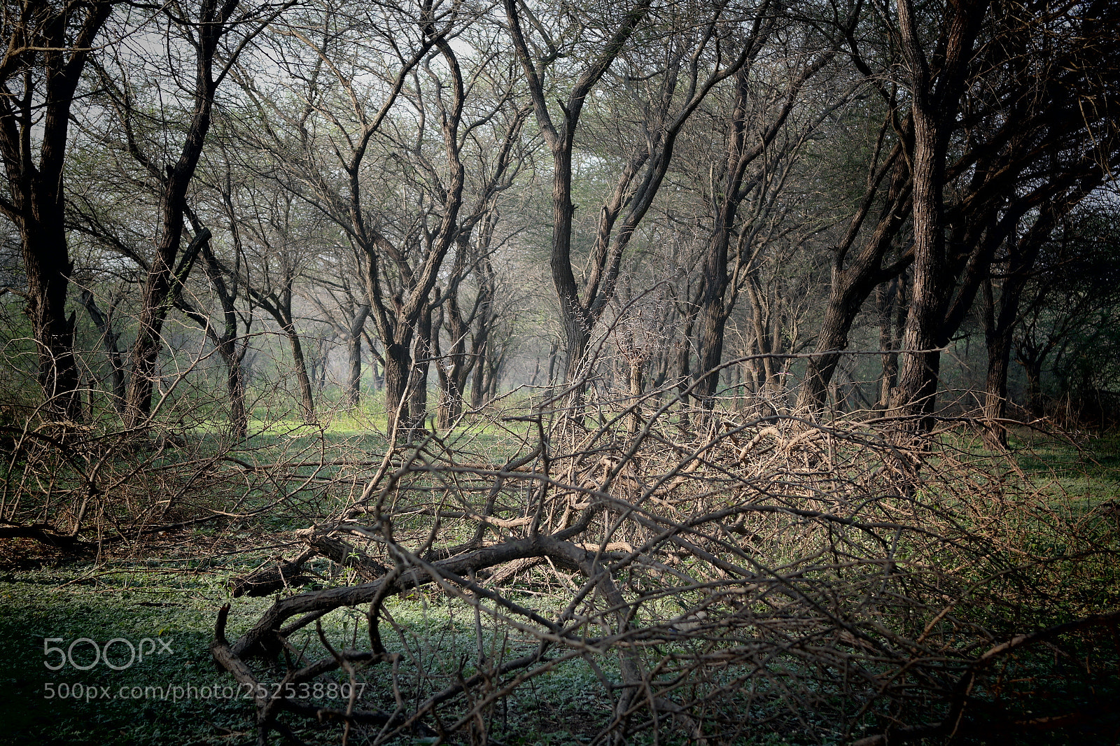 Samsung NX2000 sample photo. Into the woods photography