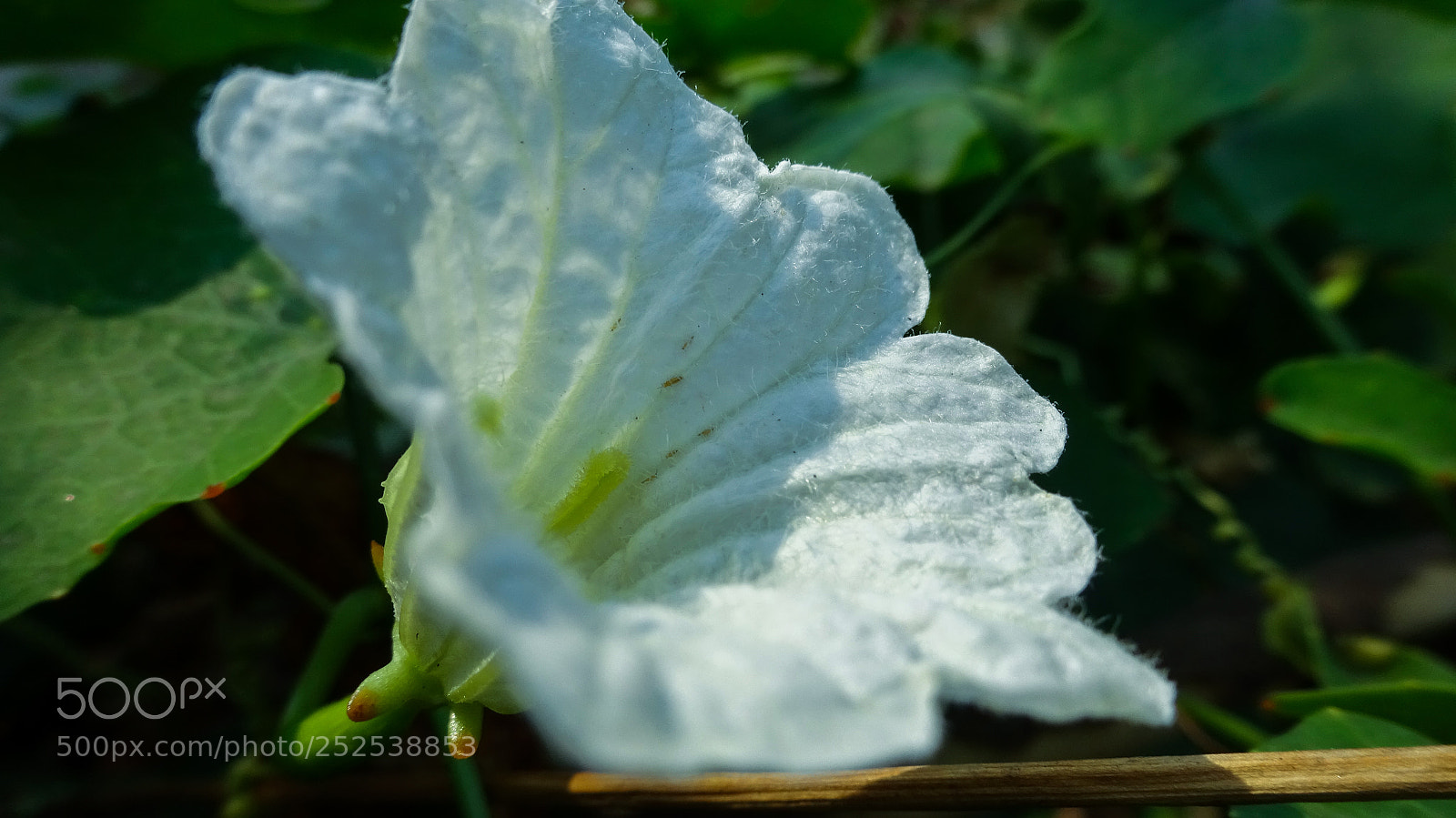 Sony Cyber-shot DSC-WX350 sample photo. Flower photography