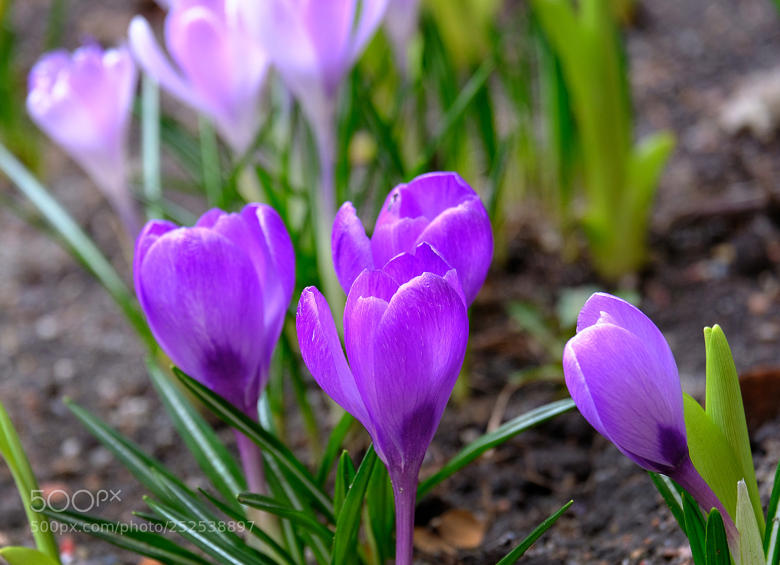 Fujifilm X-T20 sample photo. Crocuses blossomed photography