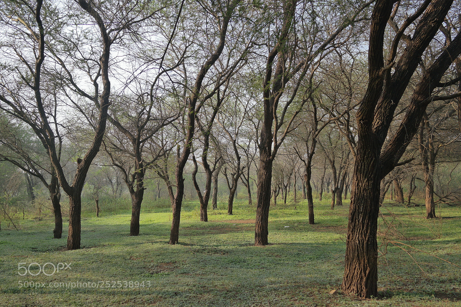 Samsung NX2000 sample photo. Into the woods photography