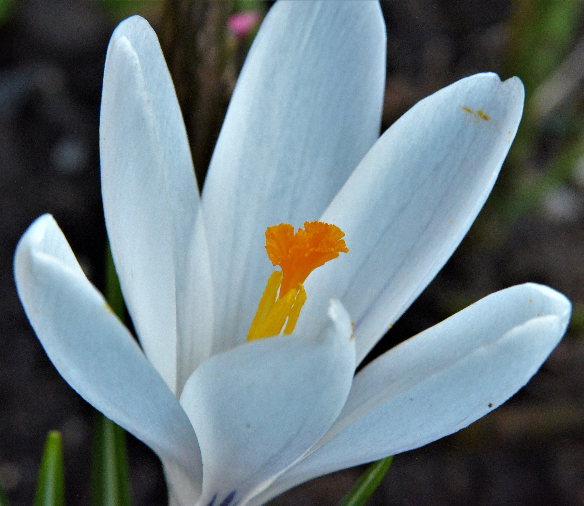 Nikon D5100 + Sigma 105mm F2.8 EX DG OS HSM sample photo. Flower photography