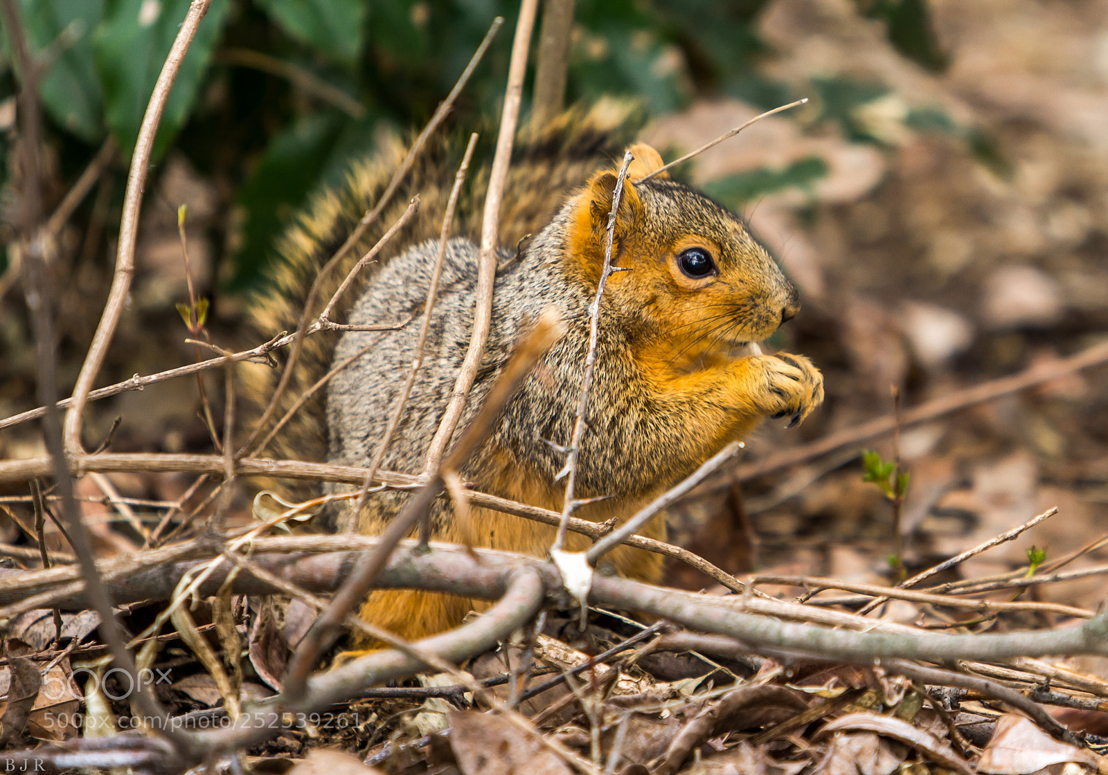 Nikon D7100 sample photo. Squirrel  photography
