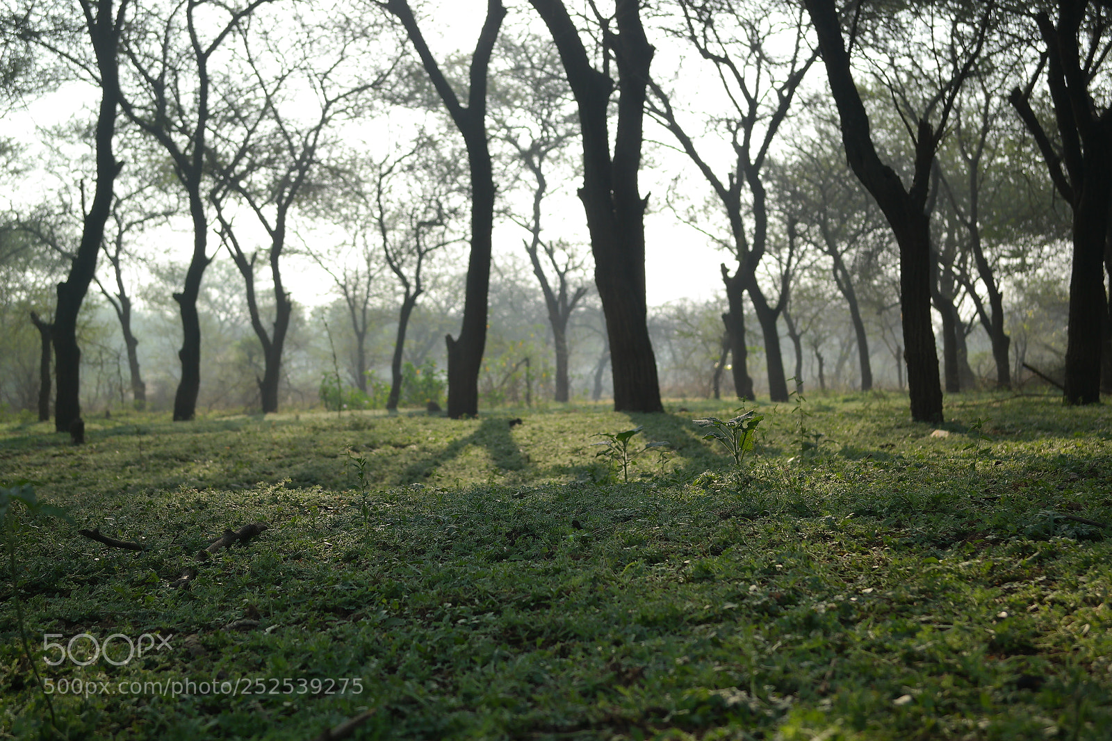 Samsung NX2000 sample photo. Into the woods photography