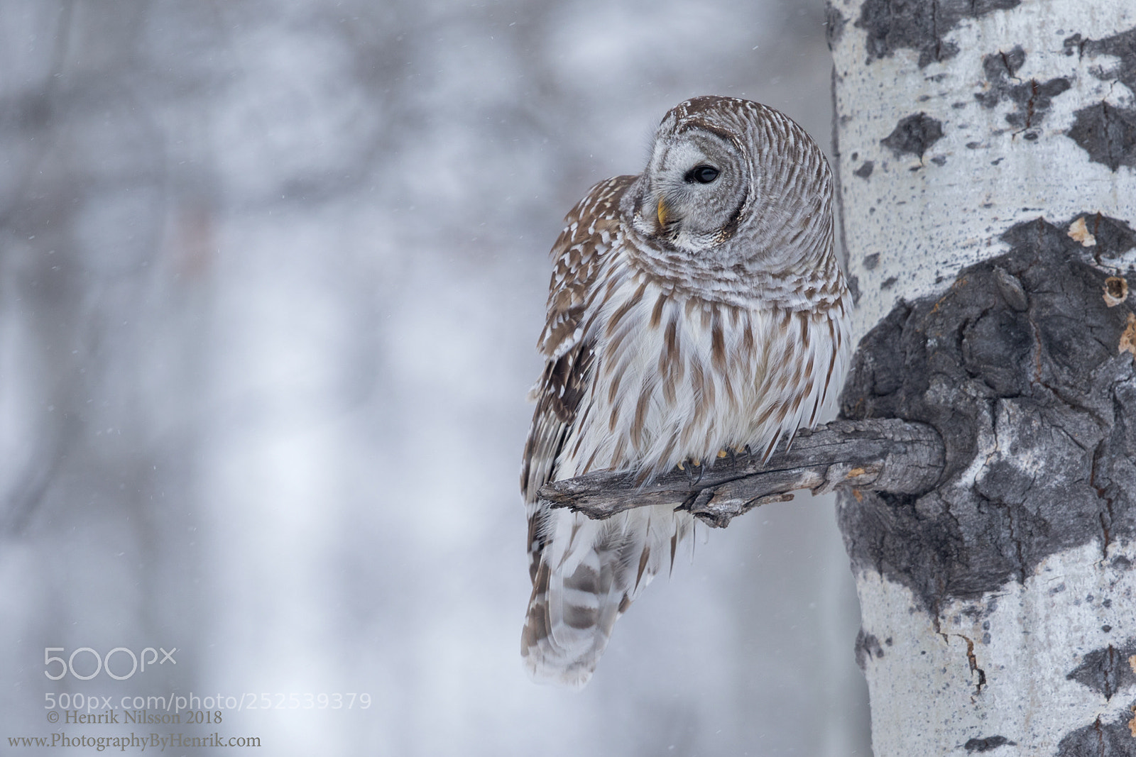 Canon EOS 5D Mark IV sample photo. Barred owl photography