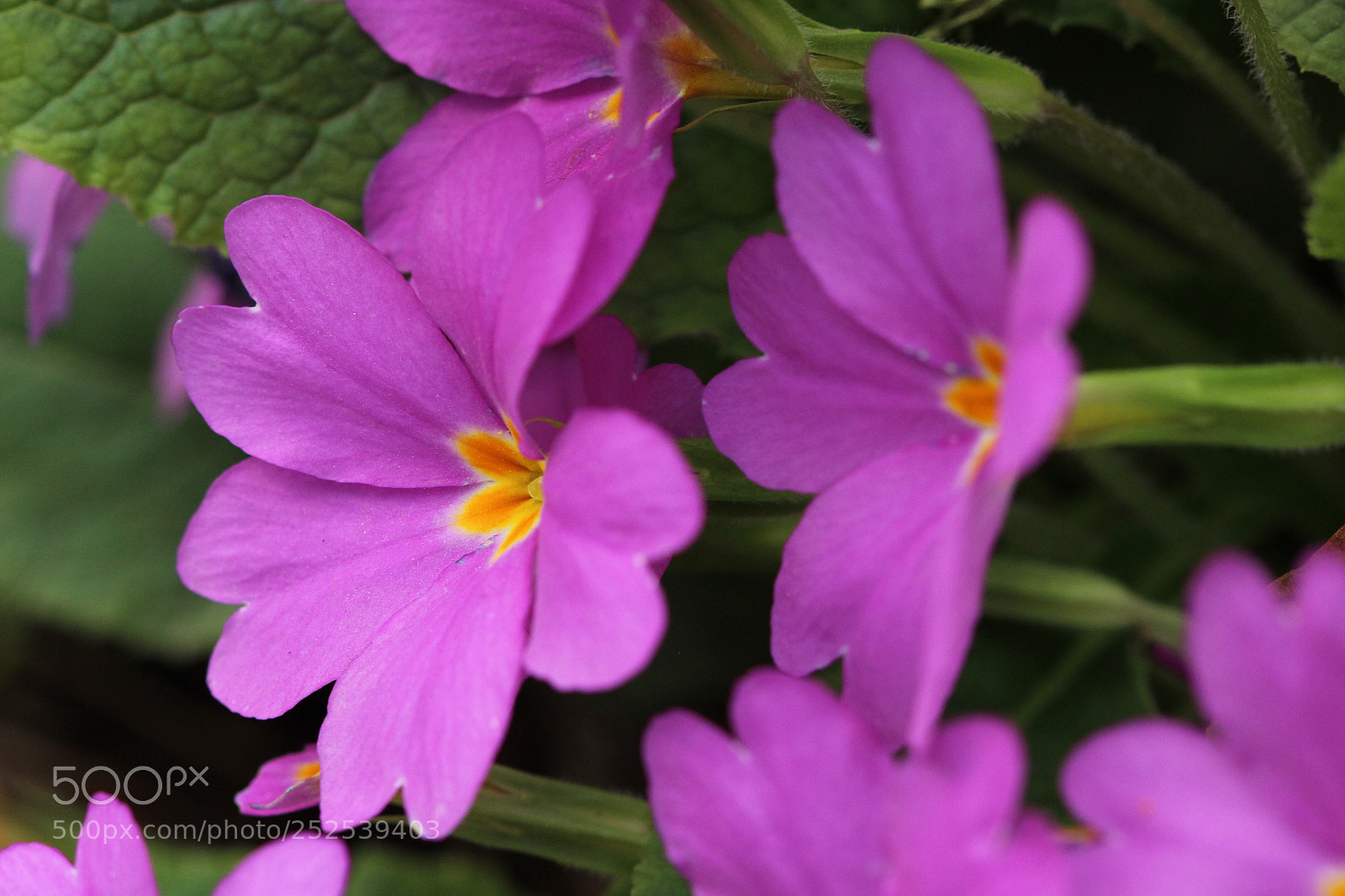 Canon EOS 600D (Rebel EOS T3i / EOS Kiss X5) sample photo. Twins  photography
