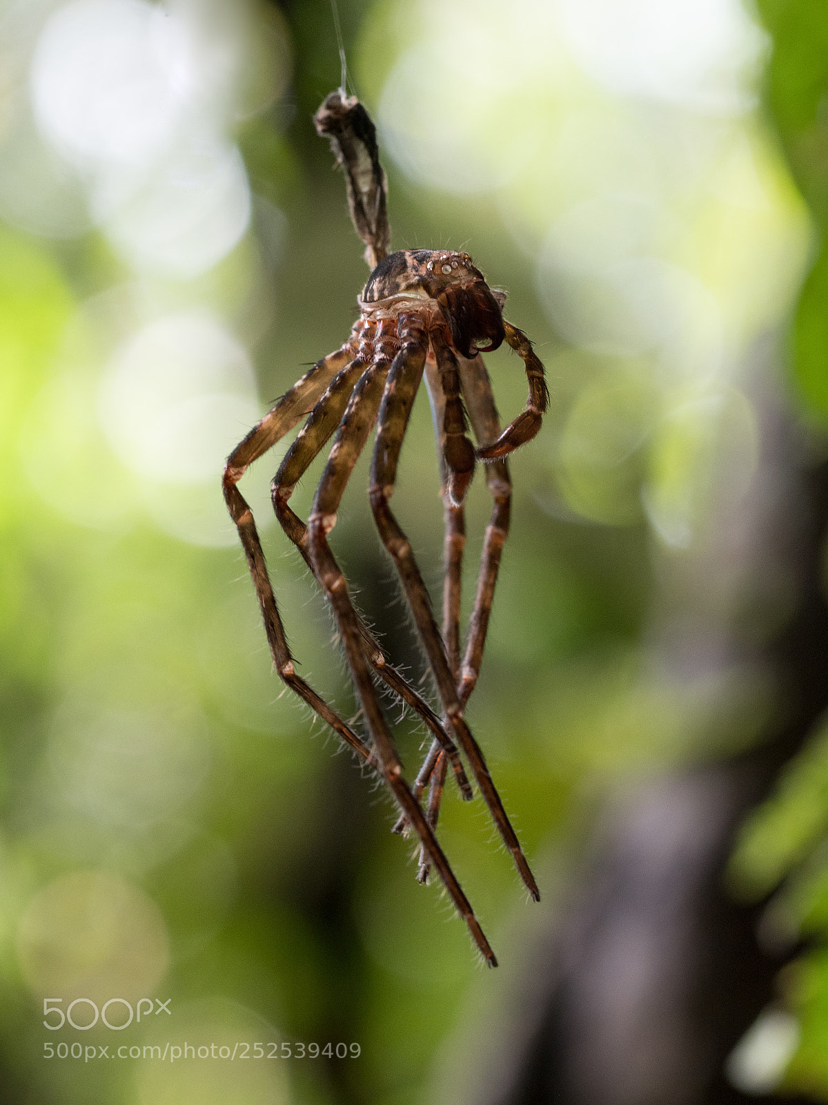 Olympus OM-D E-M1 Mark II sample photo. Creepy things in the photography