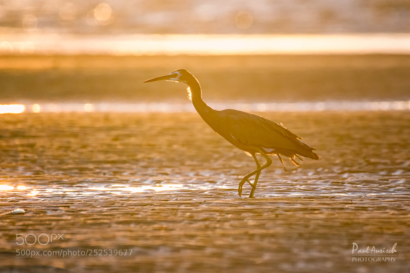 Nikon D500 sample photo. White faced heron at photography