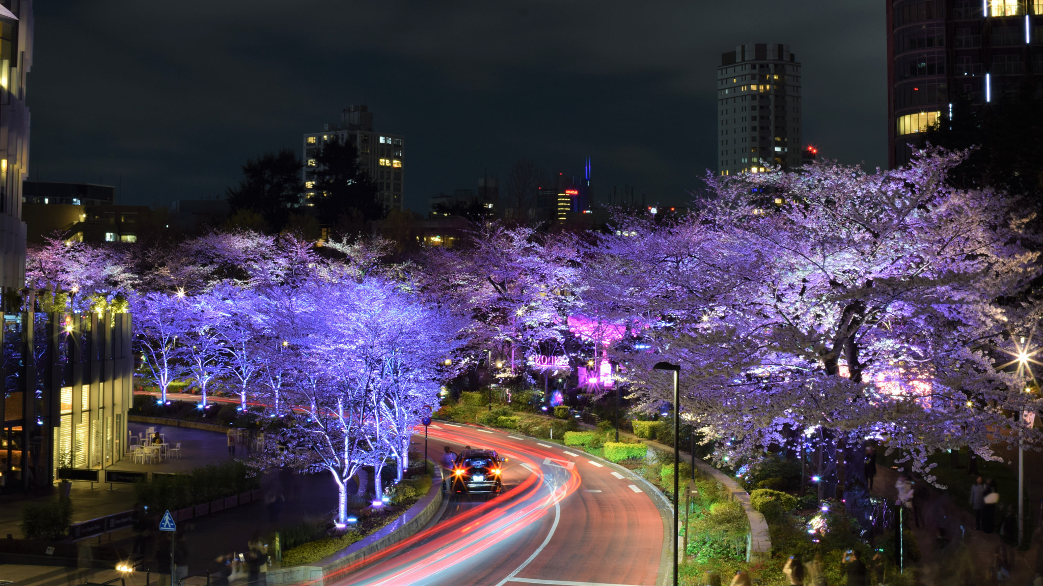 Sigma 30mm F1.4 EX DC HSM sample photo. Cherry blossom - tokyo midtown photography