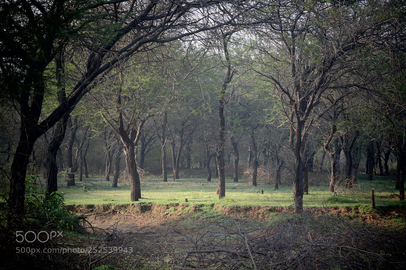 Samsung NX2000 sample photo. Into the woods photography