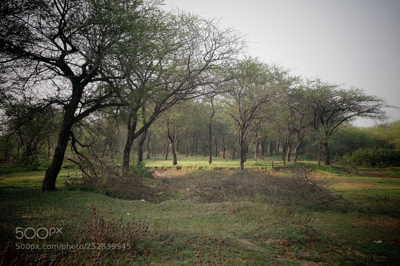 Samsung NX2000 sample photo. Into the woods photography