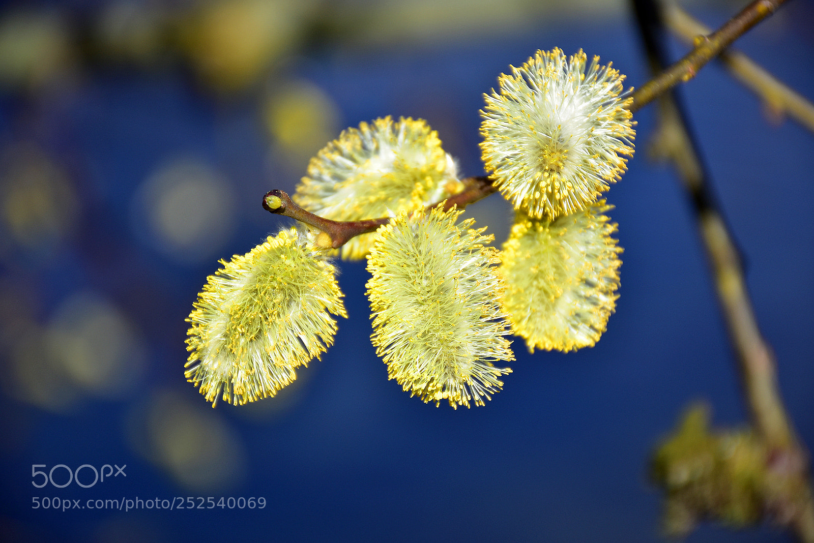 Nikon D7200 sample photo. Pussy willow in full photography