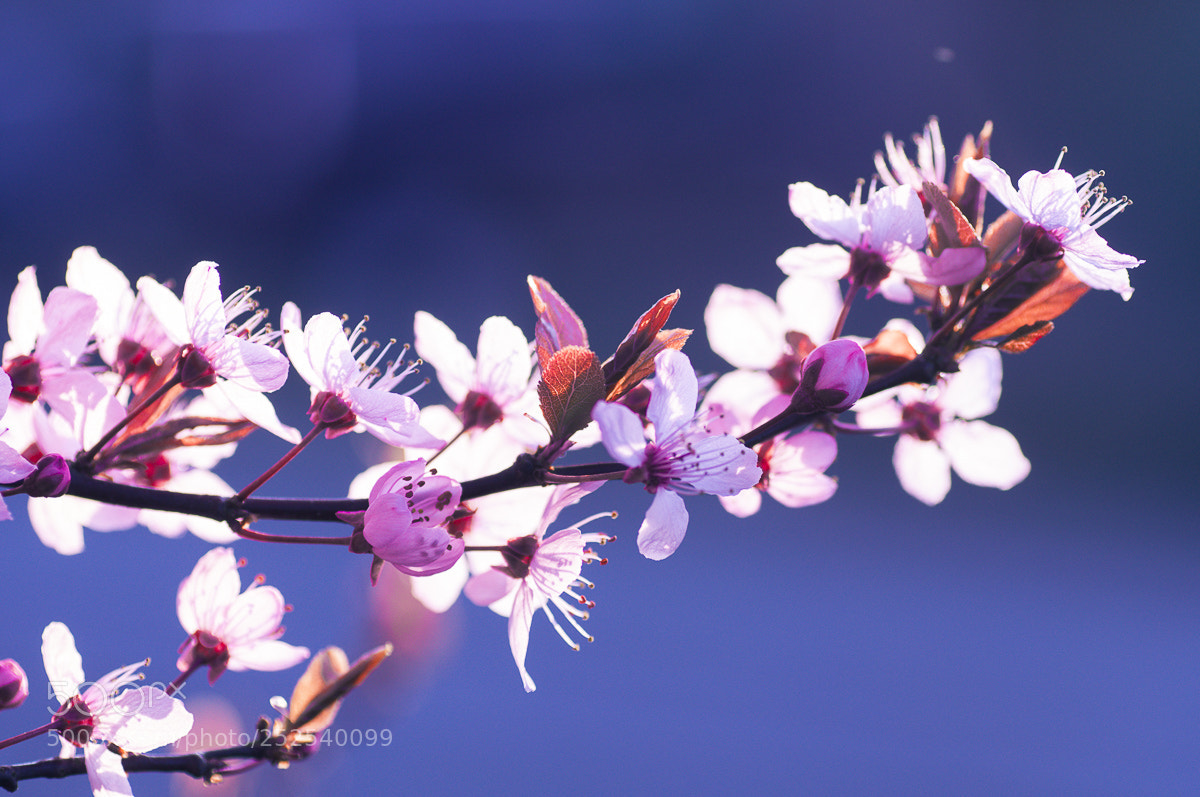 Nikon D90 sample photo. Bloesems photography