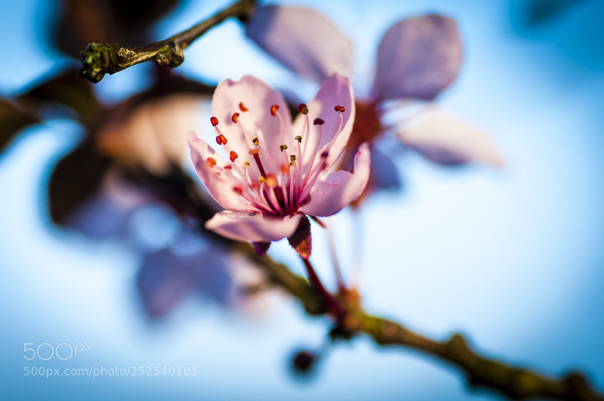 Nikon D90 sample photo. Bloesems photography