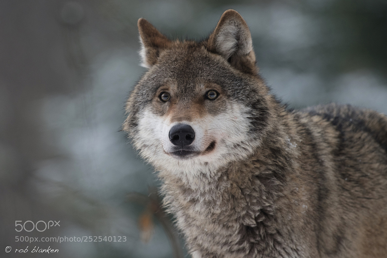 Nikon D850 sample photo. Gray wolf (13) photography
