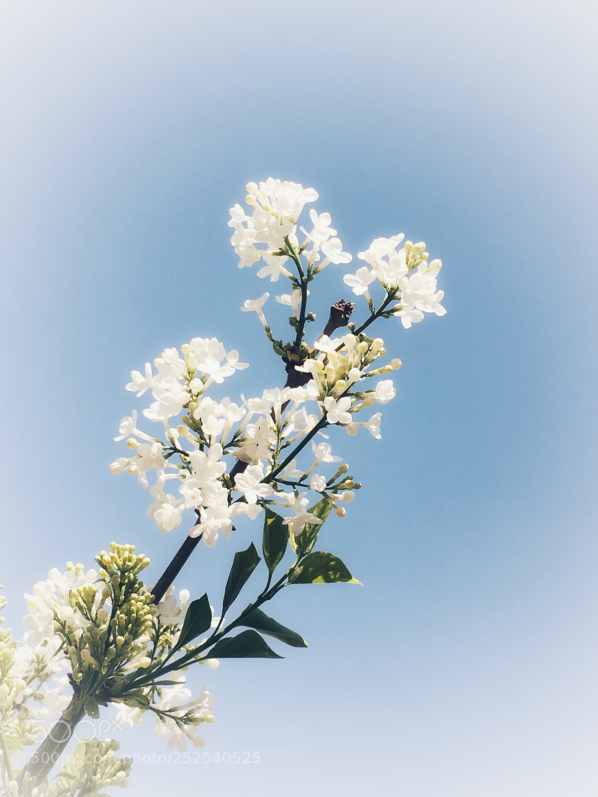 Apple iPhone 6s sample photo. Lilac photography