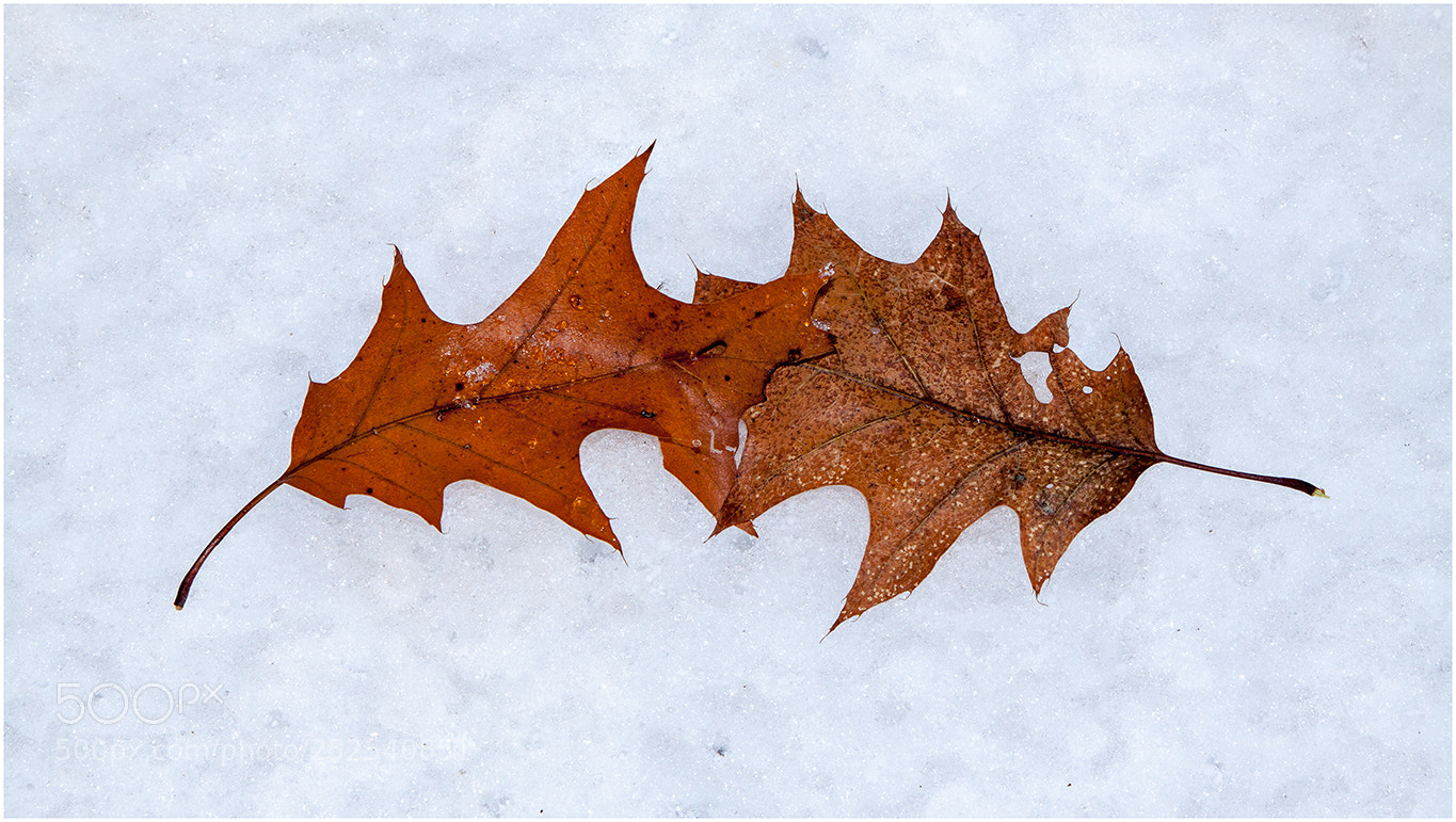Canon EOS 50D sample photo. Winter photography