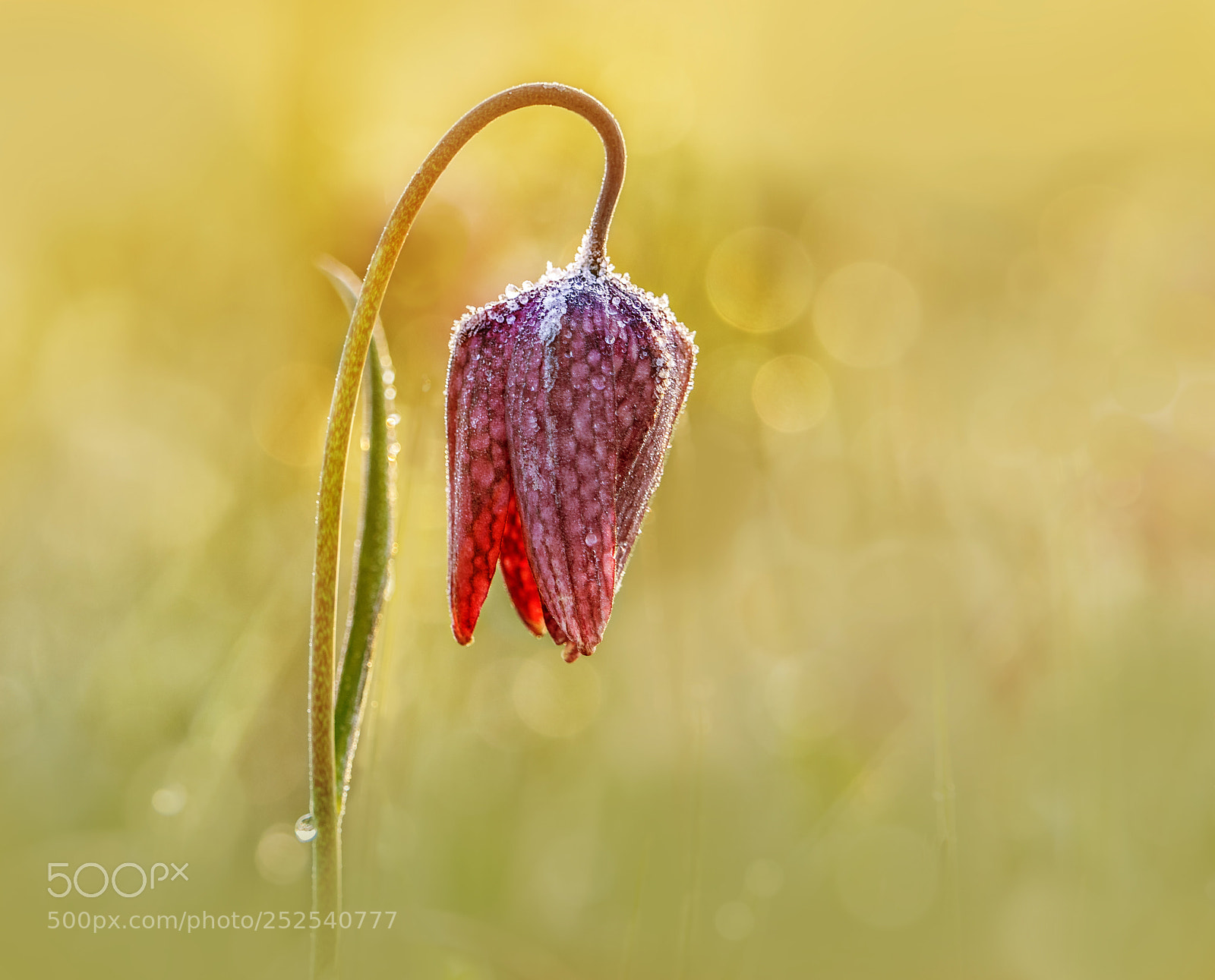 Olympus OM-D E-M1 sample photo. Fritillary photography