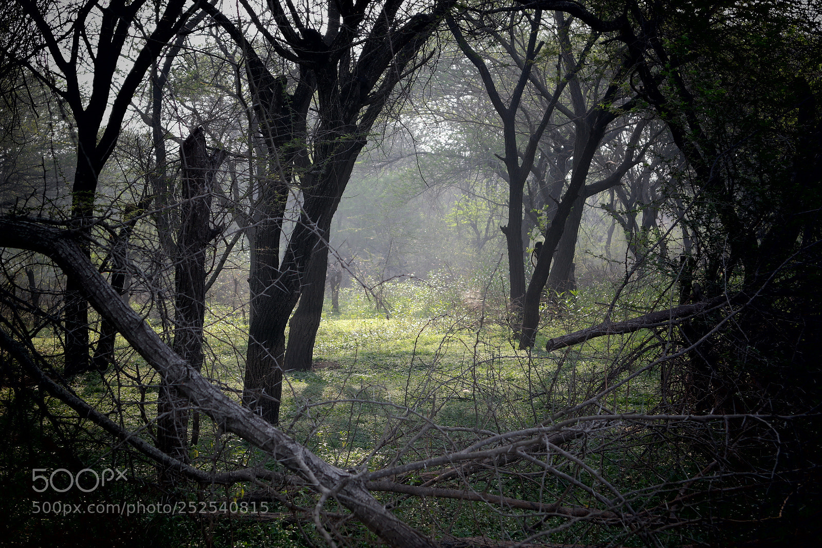 Samsung NX2000 sample photo. Into the woods morning photography
