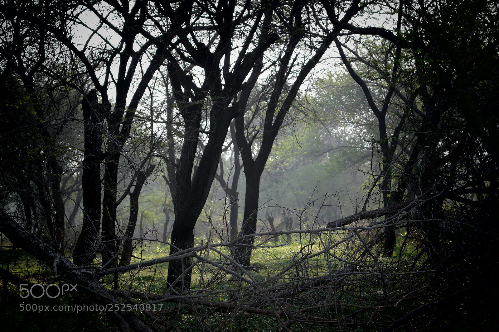 Samsung NX2000 sample photo. Into the woods morning photography