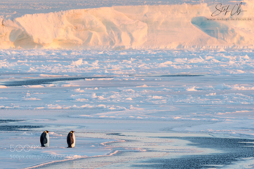 Nikon D500 sample photo. Fresh sea ice photography