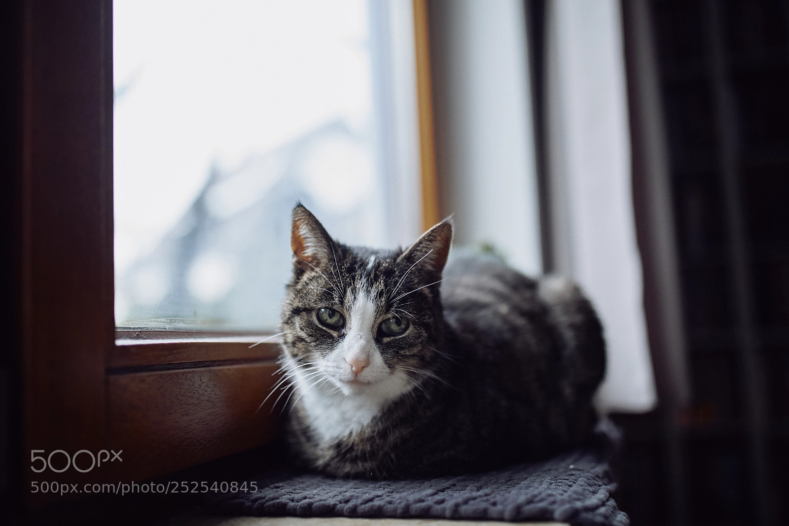 Canon EOS 5D Mark IV sample photo. Luna photography