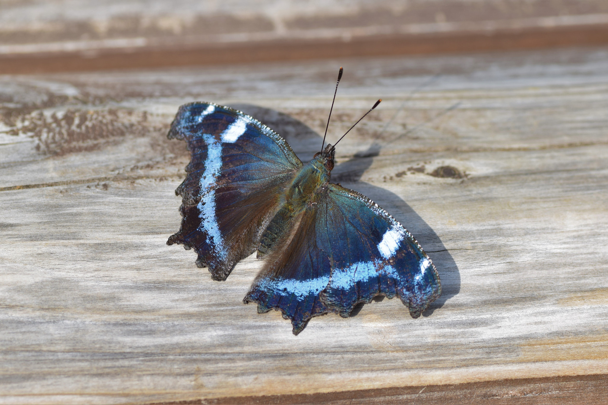 Nikon D3300 sample photo. Random butterfly at yoyogi park photography