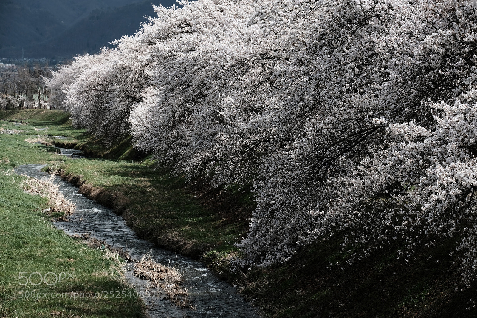 Fujifilm X-T2 sample photo. 黒沢川に並ぶ桜 photography