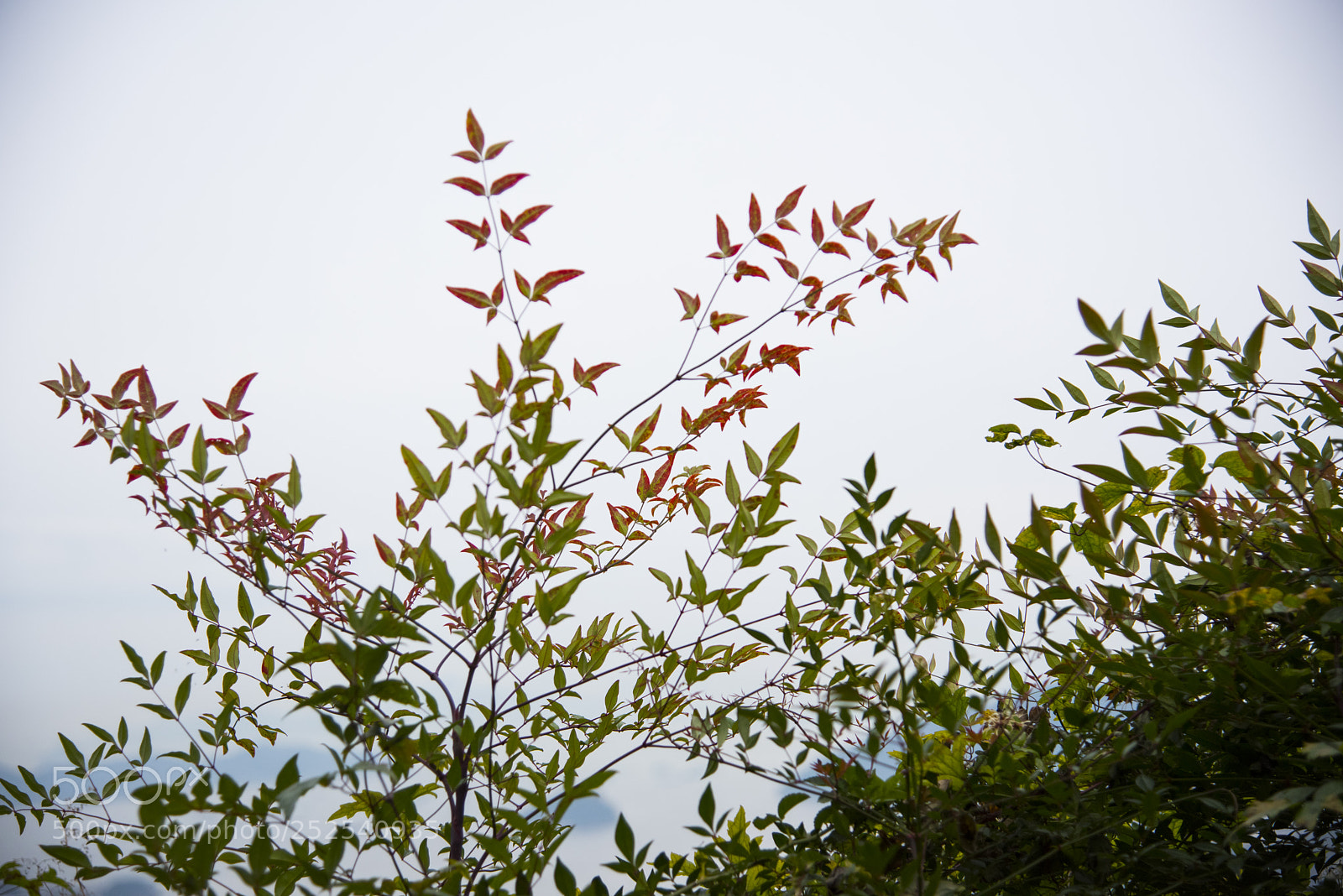 Nikon D810 sample photo. S t a r photography