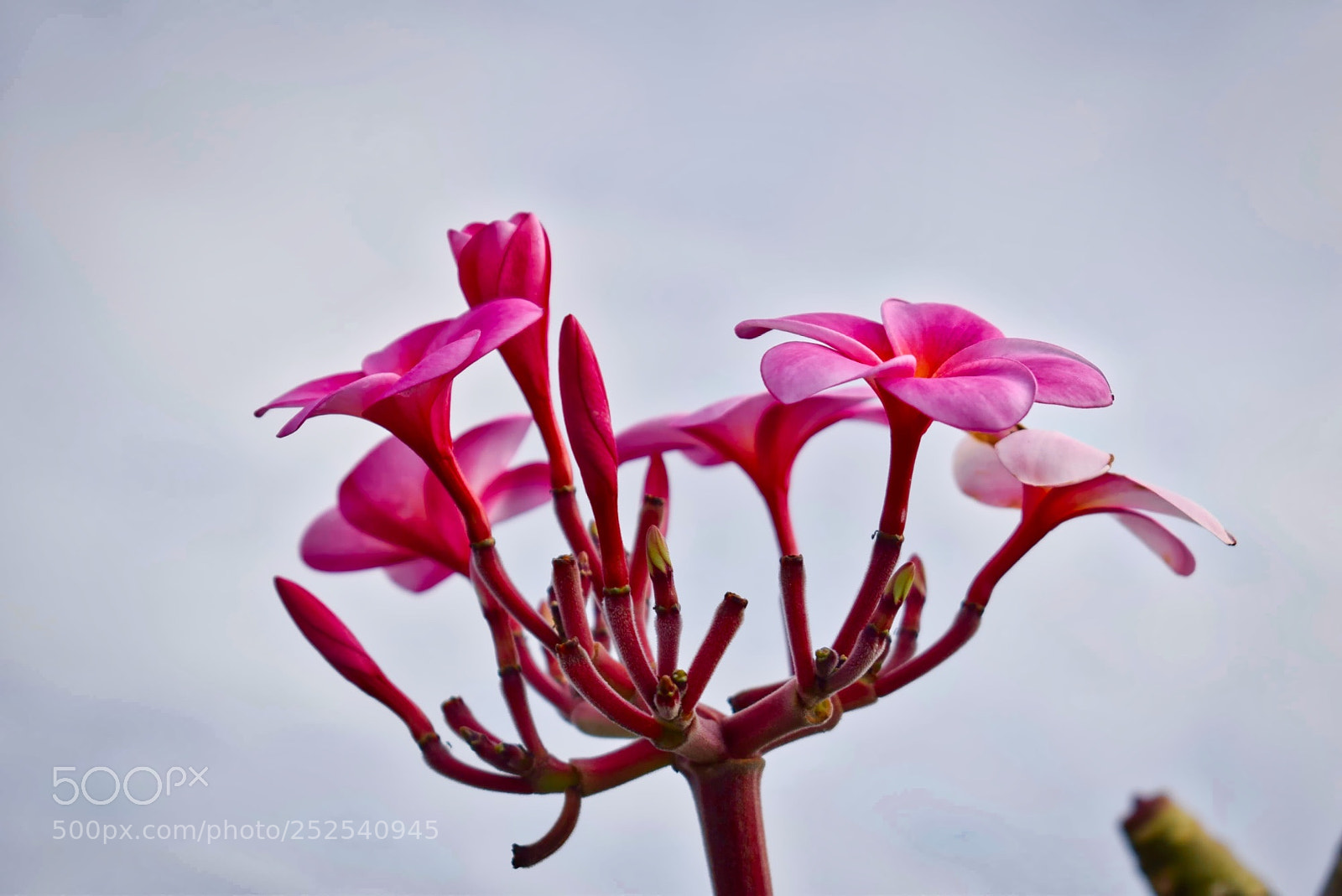 Nikon D5300 sample photo. Lovely pink photography