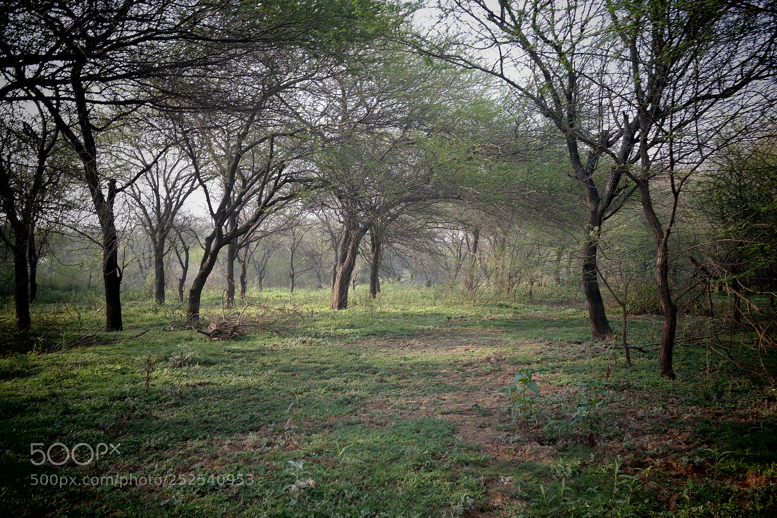 Samsung NX2000 sample photo. Into the woods morning photography