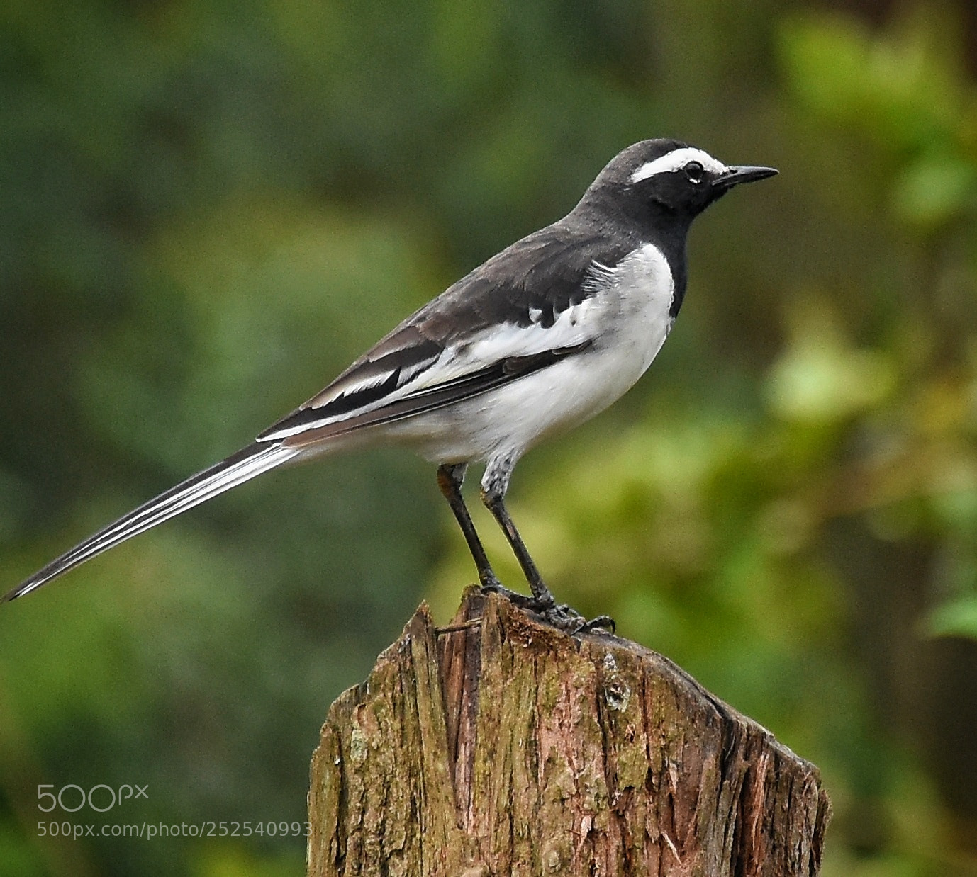 Nikon D7200 sample photo. White browed wagtail photography