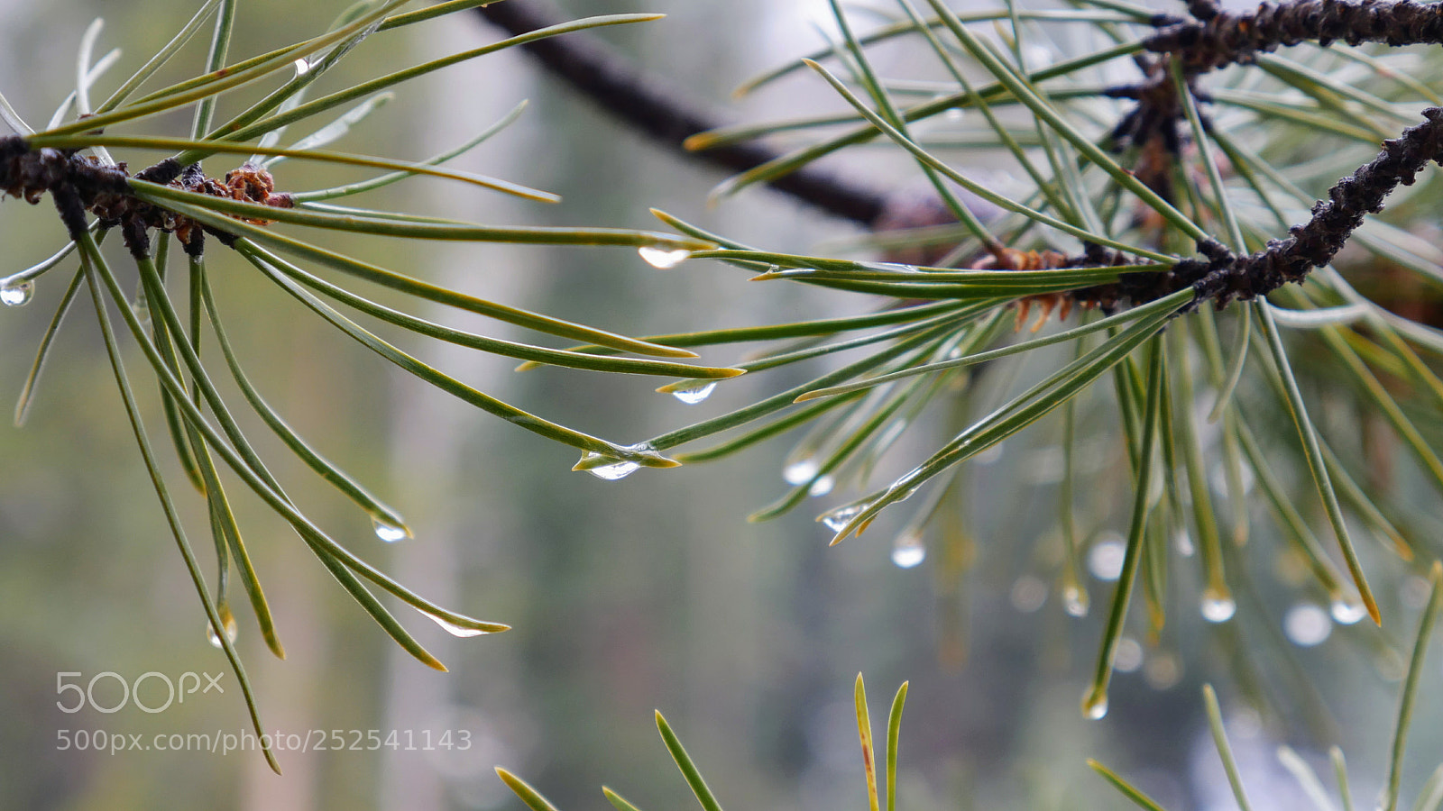 Panasonic Lumix DMC-G7 sample photo. Drops photography